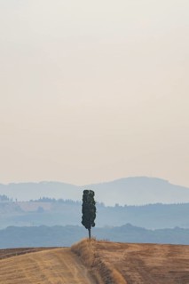 Cypress tree against the sky in a typical Tuscan landscape in Crete Senesi with hills in summer,