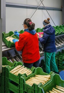 Wesel, North Rhine-Westphalia, Germany, harvest workers from Eastern Europe wash and sort the