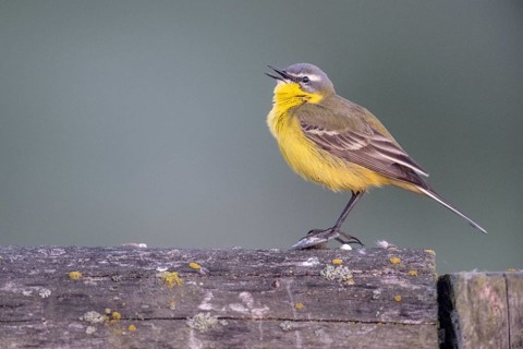 Yellow wagtail (Motacilla flava), Lower Saxony, Germany