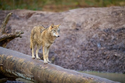 Wolf (Canis lupus), standing attentively on a tree trunk in the middle of nature, Germany