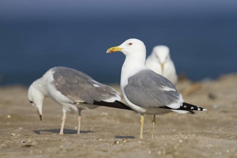 Caspian Gull (Larus cachinnans), Oman