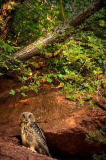 Eurasian Eagle-Owl (Bubo bubo) juvenile, Rhineland-Palatinate, Germany