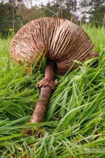 Giant umbrella mushroom in a meadow, parasol mushroom (Macrolepiota procera), mushroom, close-up,