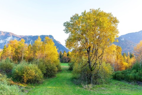 Young trees with autumn leaves in the valley surrounded by the mountains of the Chiemgau Alps,