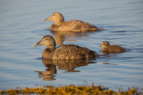 Two female common eider, Somateria mollissima, and one duckling swimming at the coast of Ytri