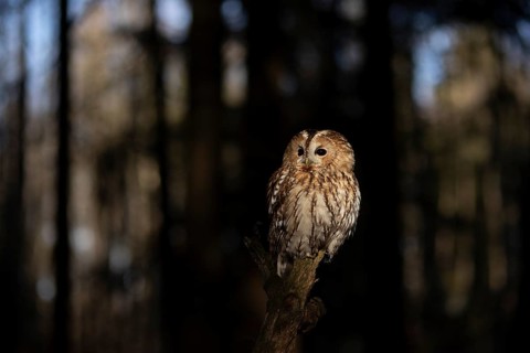 Tawny Owl (Strix aluco) captive, Germany