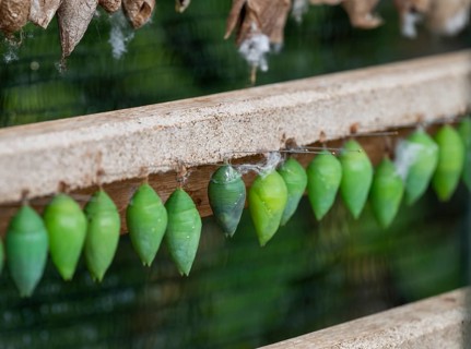 Green cocoons hanging from a wooden frame, Butterfly House, Botanical Garden or Botanisk Have,