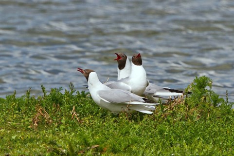 Black-headed Gull (Chroicocephalus ridibundus) displaying, Texel, Netherlands
