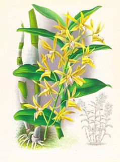 Orchid, Dendrobium mirbelianum, authentic reproduction of an illustration by Jean Jules Linden