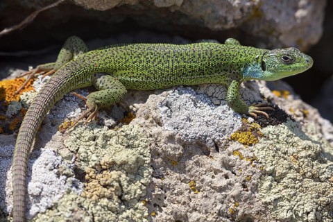 Balkan green lizard, Western giant green lizard, (Lacerta trilineata), lizard, lizard, reptile,