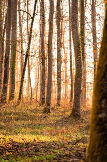 Sunlight shines through a dense forest, the tree trunks are high and dense, autumn atmosphere,