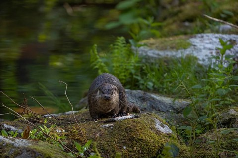 One Eurasian otter (Lutra lutra), sitting on a mossy rock and eating a fresh caught fish