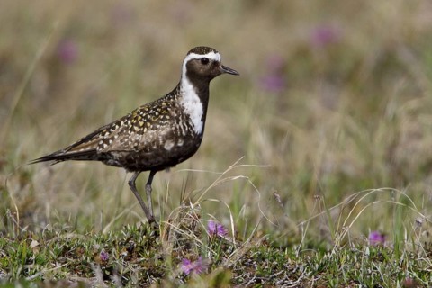 American Golden Plover (Pluvialis dominica) male, Manitoba, Canada