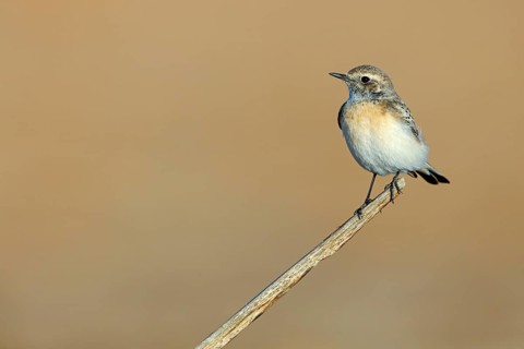 Pied Wheatear, Oenanthe pleschanka, Traquet pie, Collalba Pía Salalah, Muntasar oasis, Dhofar, Oman