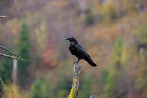 A Common Raven (Corvus corax) sitting on the roots of a fallen tree. In the background you can see
