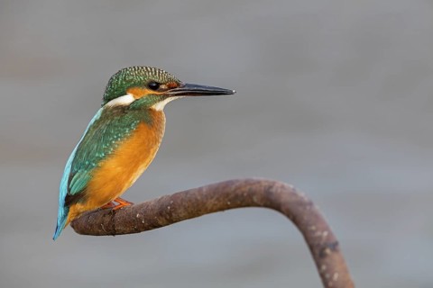 Kingfisher, (Alcedo atthis), animals, birds, kingfisher family, perch, biotope, habitat, Gome