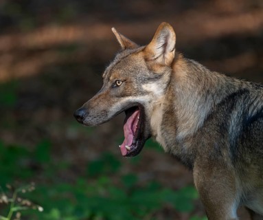 Wolf (Canis lupus) yawning, teeth visible, Germany
