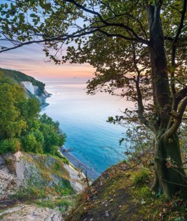 View from the high shore of the chalk cliffs on the Baltic Sea in front of sunrise, beech tree on