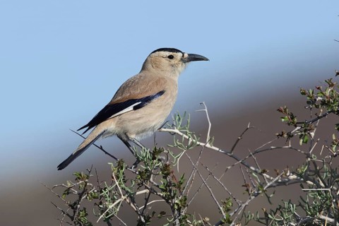 Pander's Ground Jay (Podoces panderi), Oemnoe Gobi, Mongolia