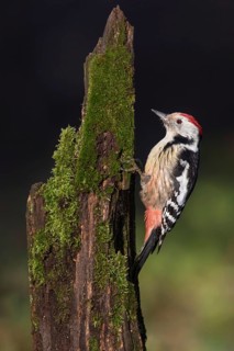 Middle Spotted Woodpecker (Dendrocoptes medius) climbing up old mossy tree trunk, Poland
