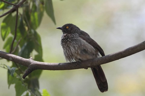 Arrow-marked Babbler (Turdoides jardineii), Lake Baringo, Kenya