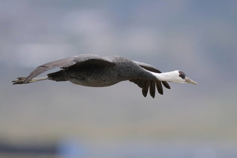 Hooded Crane (Grus monacha) flying, Arasaki, Japan