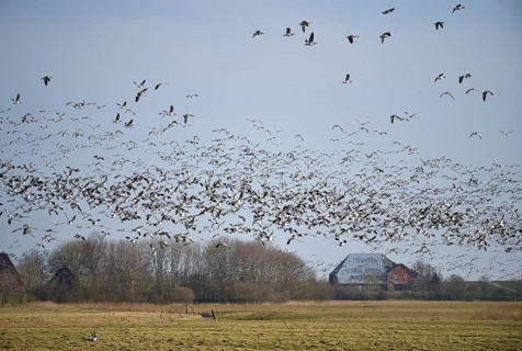 Barnacle geese, white-fronted geese (Branta leucopsis) flying in a flock near Westerhever,
