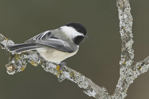 Black-capped Chickadee (Poecile atricapillus), Ontario, Canada