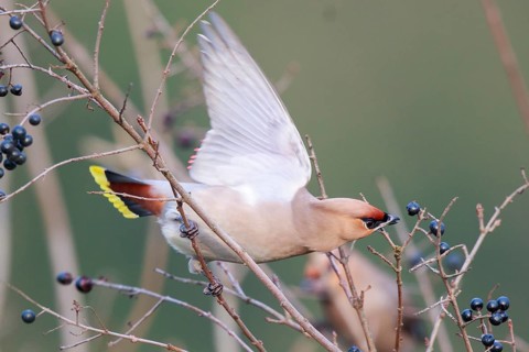 Bohemian Waxwing (Bombycilla garrulus) feeding on berries, North Rhine-Westphalia, Germany
