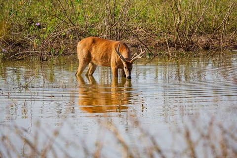 Marsh deer (Blastocerus dichotomous) Pantanal Brazil