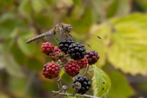 Common darter dragonfly (Sympetrum striolatum) adult female insect on a blackberry fruit in the