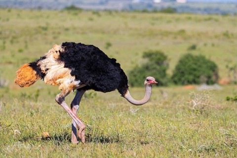 Ostrich, (Struthio camelus), foraging, biotope, habitat, Addo Elephant National Park, Addo, Western