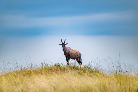 Serengeti topi (Damaliscus jimela), looking out, on a hill in front of dark clouds, Serengeti
