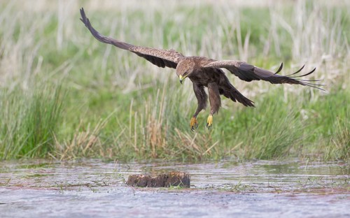 Schreiadler, lat. Aquila pomarina, will auf einem Baumstumpf im Teich landen