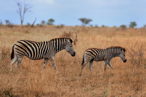 Burchell's zebra (Equus quagga burchelli), Burchell's zebra, adult, female, mother with young, two
