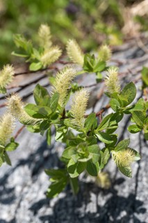 Willow (Salix hastata), Mainau Island, Switzerland