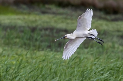 Eurasian Spoonbill (Platalea leucorodia) flying, Texel, Netherlands