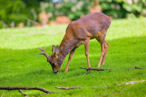 One male Roe Deer, Roe buck (Capreolus capreolus), stands on a meadow