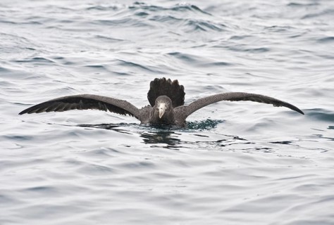 Northern Giant Petrel (Macronectes halli), New Zealand
