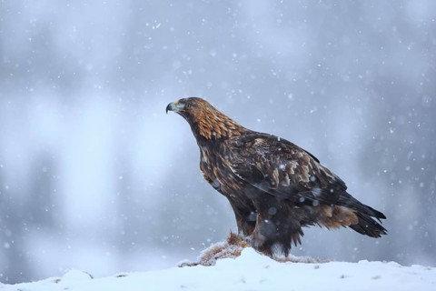 Golden Eagle (Aquila chrysaetos), Norway