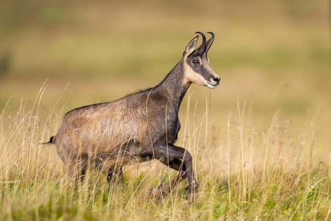 Chamois (Rupicapra rupicapra) on a meadow in the Vosges Mountains, wildlife, France