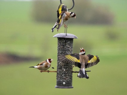 European Goldfinch (Carduelis carduelis), three adult birds fighting and squabbling over food, at