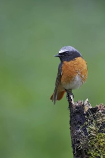 Common Redstart (Phoenicurus phoenicurus) male, Wales, United Kingdom