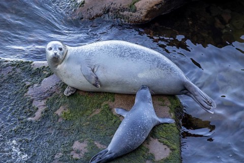 Harbor seal, phoca vitulina vitulina. Baby seal suckling its mother on a rock by the sea. Forillon