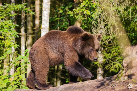 A young male Eurasian brown bear (Ursus arctos arctos) walks on a rotting log lying on the ground