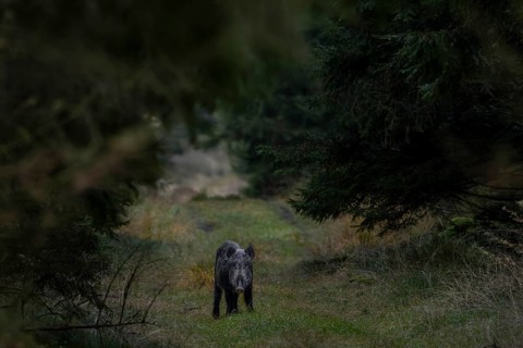 In the last evening light, the wild boar (Sus scrofa) appears in a forest aisle and a small