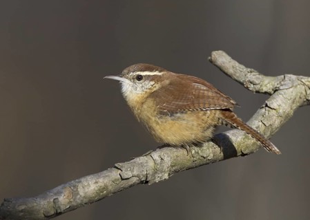 Carolina Wren (Thryothorus ludovicianus), Ohio, USA