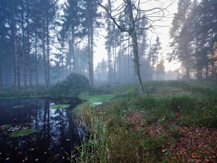 Ballmoos forest reserve, raised bog in the fog, Lieliwald, Lindenberg, Horben, Canton Lucerne,