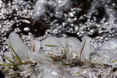 Frozen tufts of grass with ice crystals, glistening in the sunlight, create a wintry atmosphere,