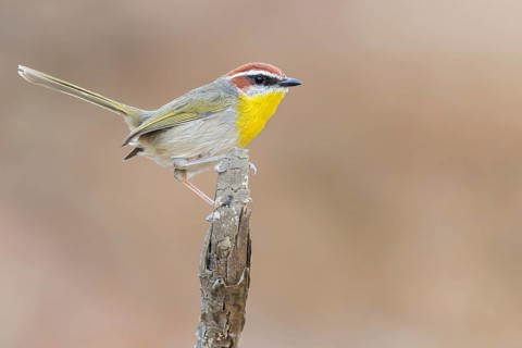 Rufous-capped Warbler (Basileuterus rufifrons) perched on a branch in Oaxaca, Mexico